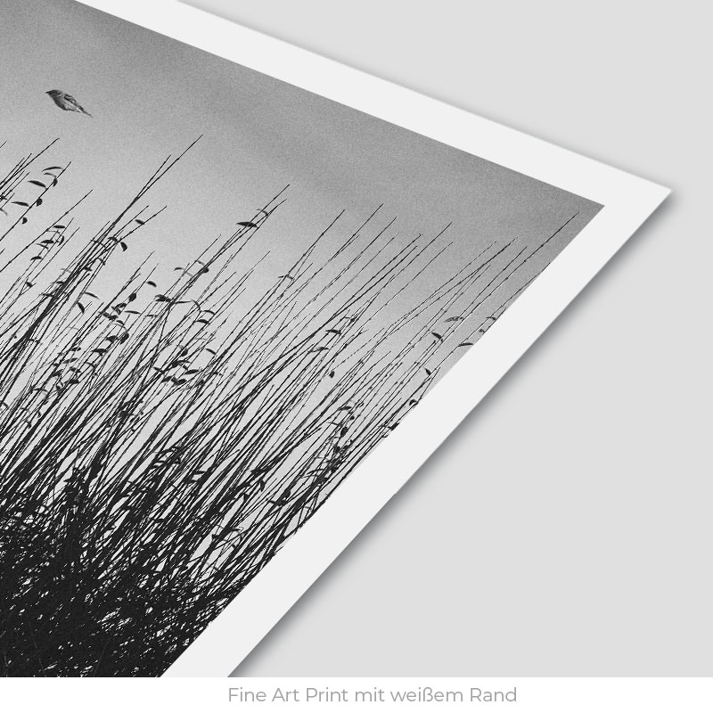 Floating Bird | Fine Art Print