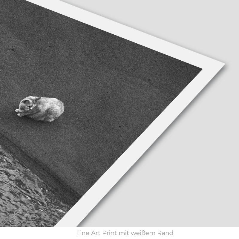 La Gata | Fine Art Print