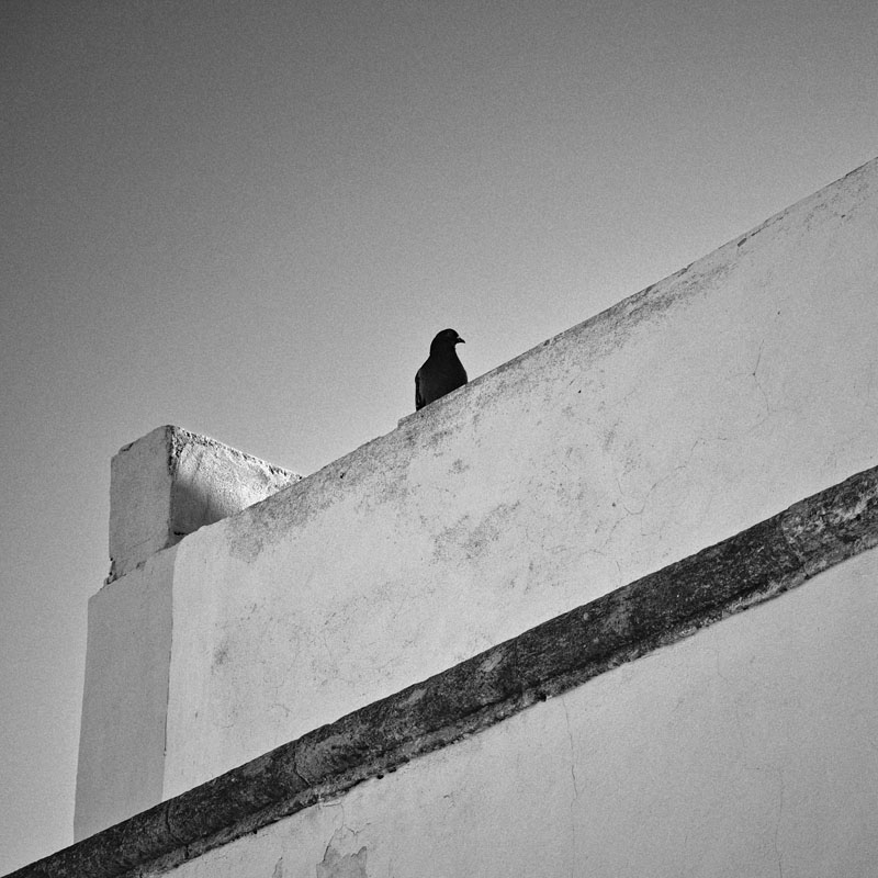 La Paloma | Fine Art Print