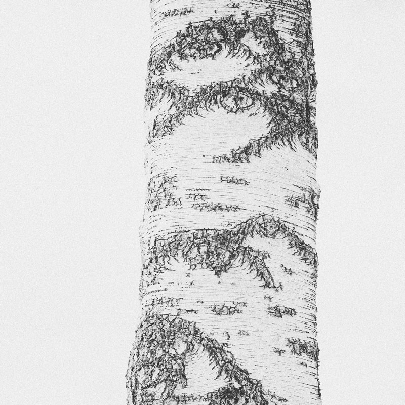 White Tree | Alu Dibond