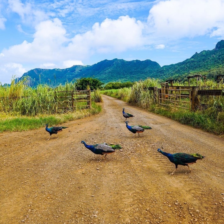 Ultimate Ranch Tour Experience Explore Kaua'i’s Off-Road Landscapes At Kipu Ranch