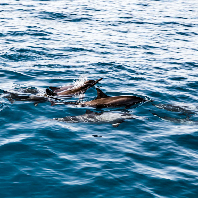 DELUXE KONA SNORKELING TOUR & DOLPHIN WATCH Explore The Kona Coast In Style