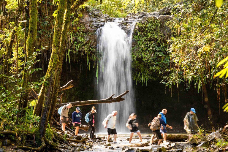 MAUI WATERFALL AND RAINFOREST HIKE Spend The Day Exploring The Lush Jungles In Maui's Most Cherished Region
