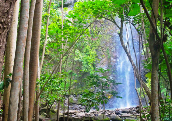 Secret Falls Kayak Tour Kauai's Hidden Jewel
