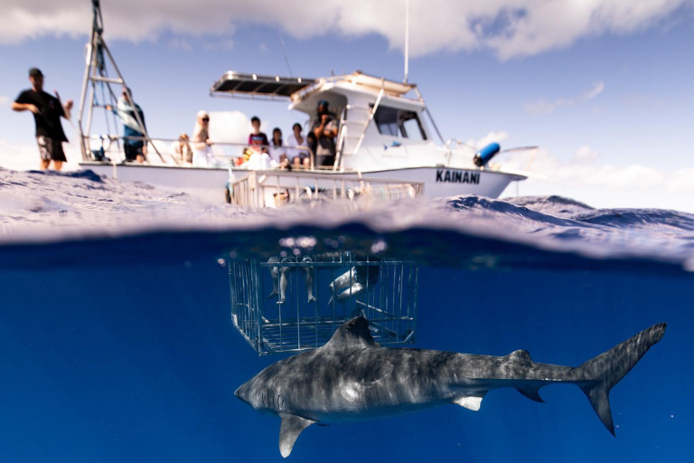 NORTH SHORE SHARK ENCOUNTER Experience the Thrill of a Lifetime Swimming with Sharks!