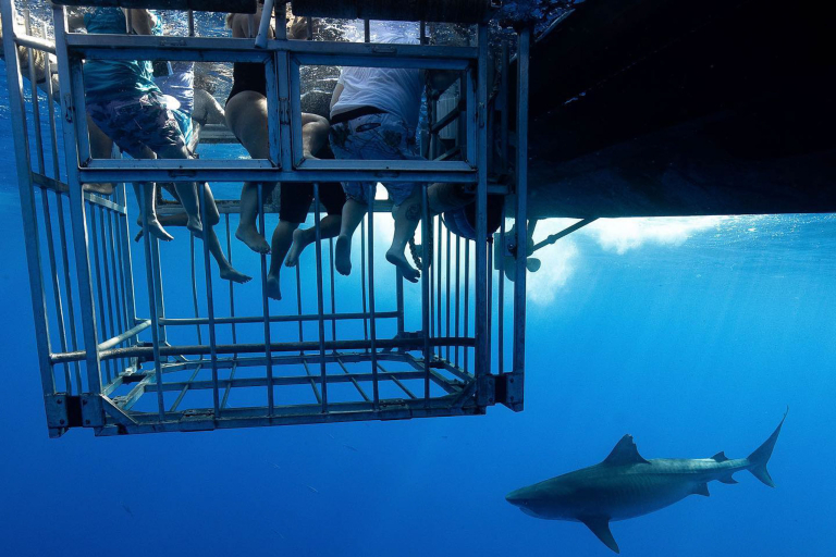 NORTH SHORE SHARK ENCOUNTER Experience the Thrill of a Lifetime Swimming with Sharks!