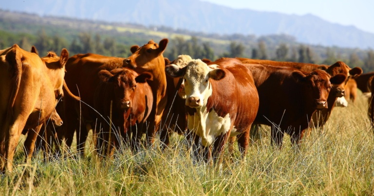 Ultimate Ranch Tour Experience Explore Kaua'i’s Off-Road Landscapes At Kipu Ranch