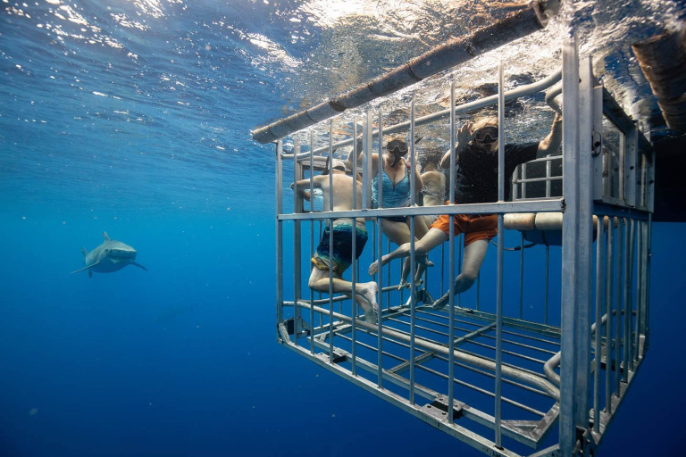 NORTH SHORE SHARK ENCOUNTER Experience the Thrill of a Lifetime Swimming with Sharks!