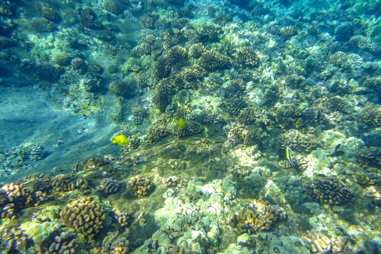 MOLOKINI & TURTLE REEF MORNING SNORKEL From Maalaea Harbor