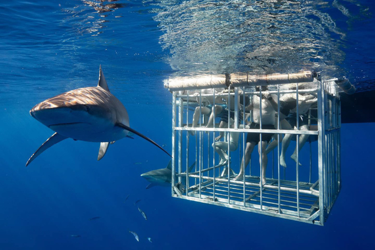 NORTH SHORE SHARK ENCOUNTER Experience the Thrill of a Lifetime Swimming with Sharks!