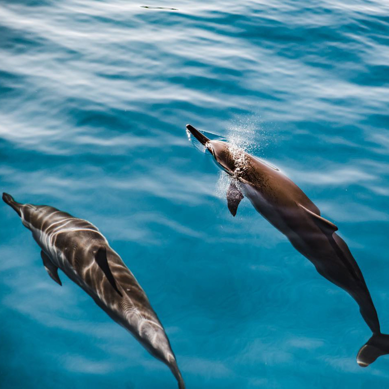 DELUXE KONA SNORKELING TOUR & DOLPHIN WATCH Explore The Kona Coast In Style