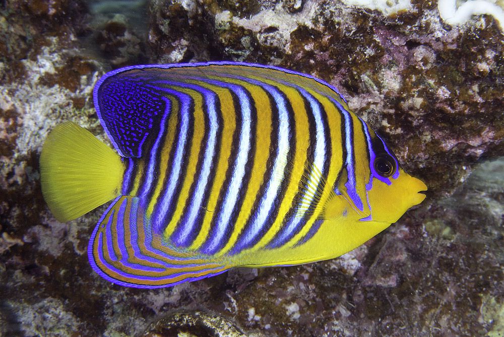 Regal Angelfish
