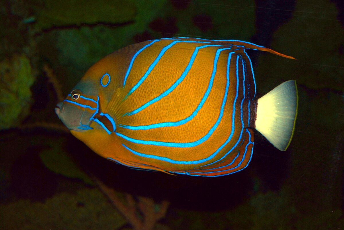 Blue Ring Angelfish - juvenile - 3 inch