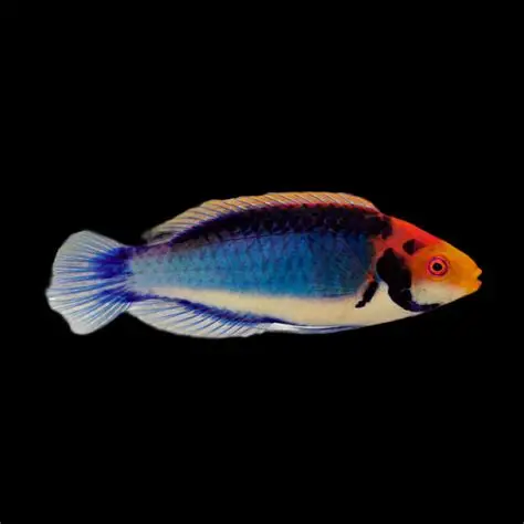 Solar Fairy Wrasse