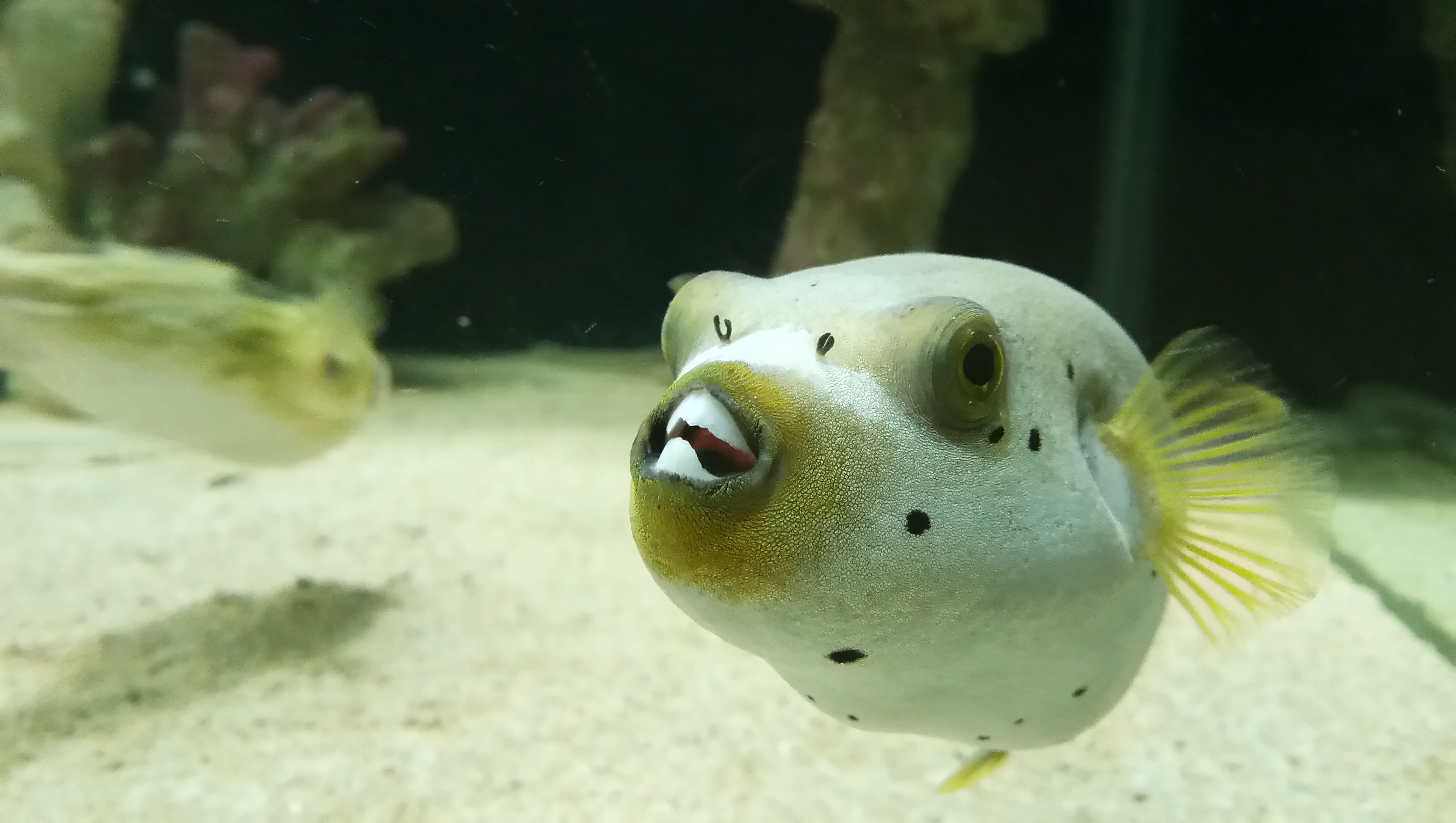 Dogface Puffer