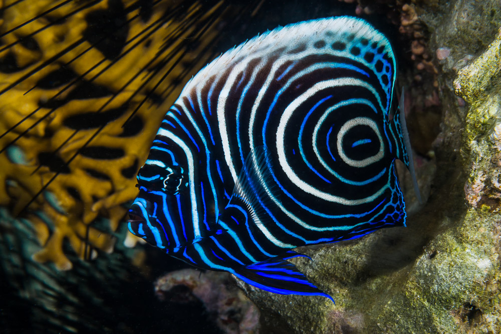 Emperor Angelfish