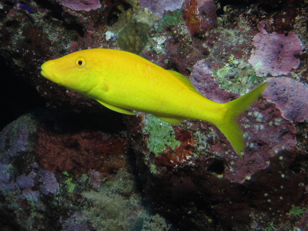 Yellow Goatfish