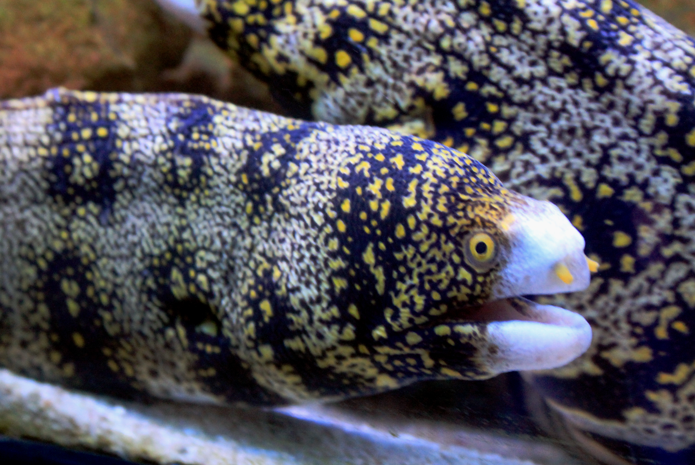 Snowflake Moray Eel