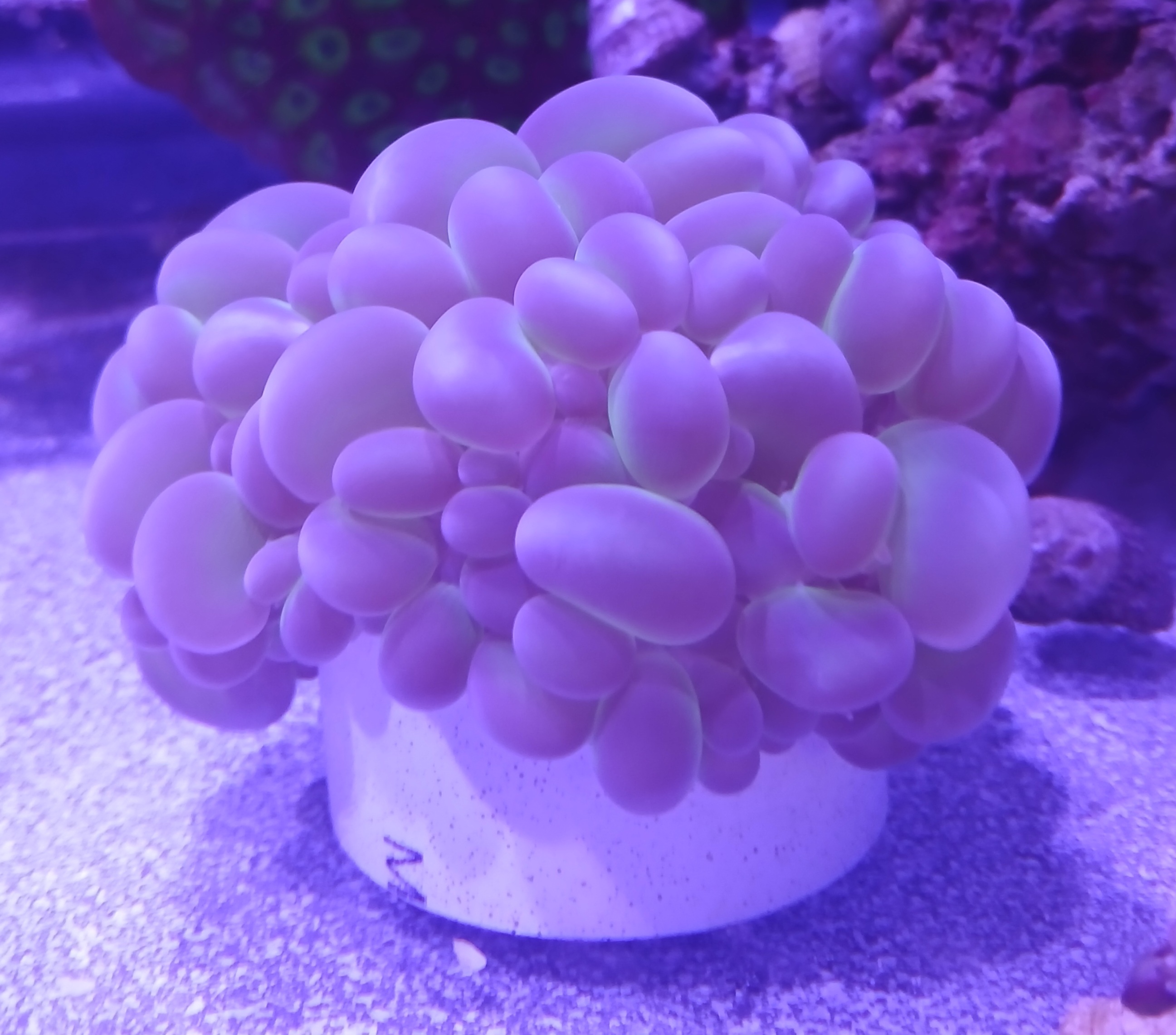 Bubble Coral