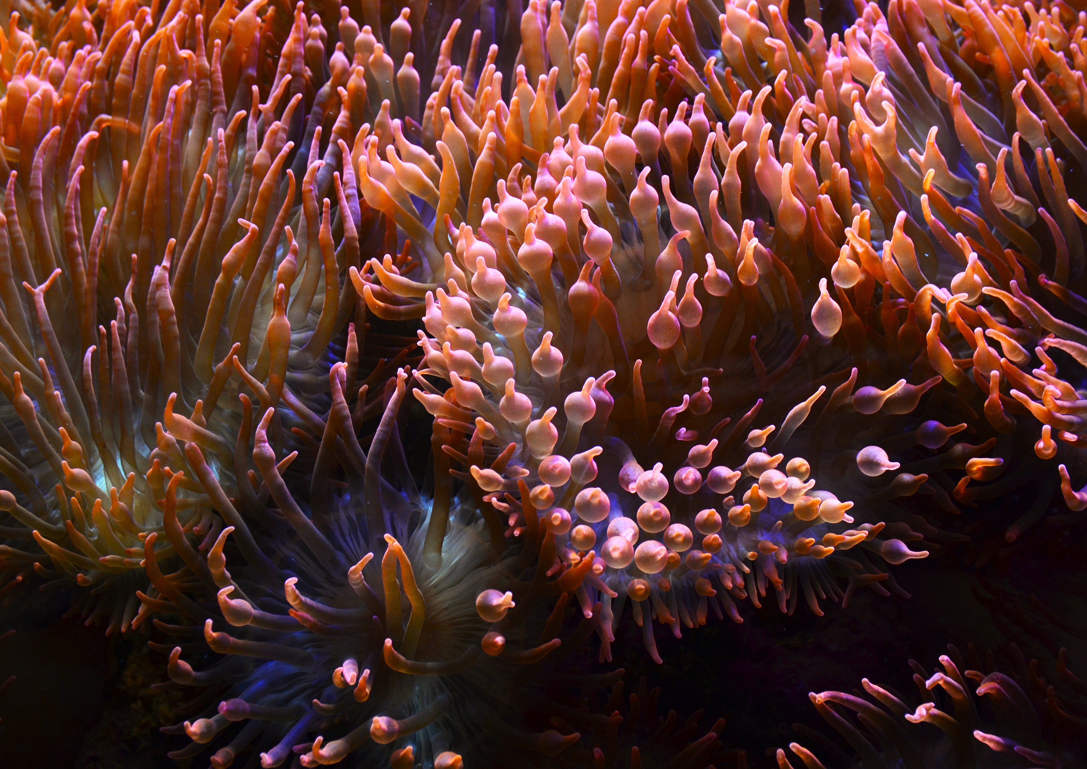 Rose Bubble Anemone