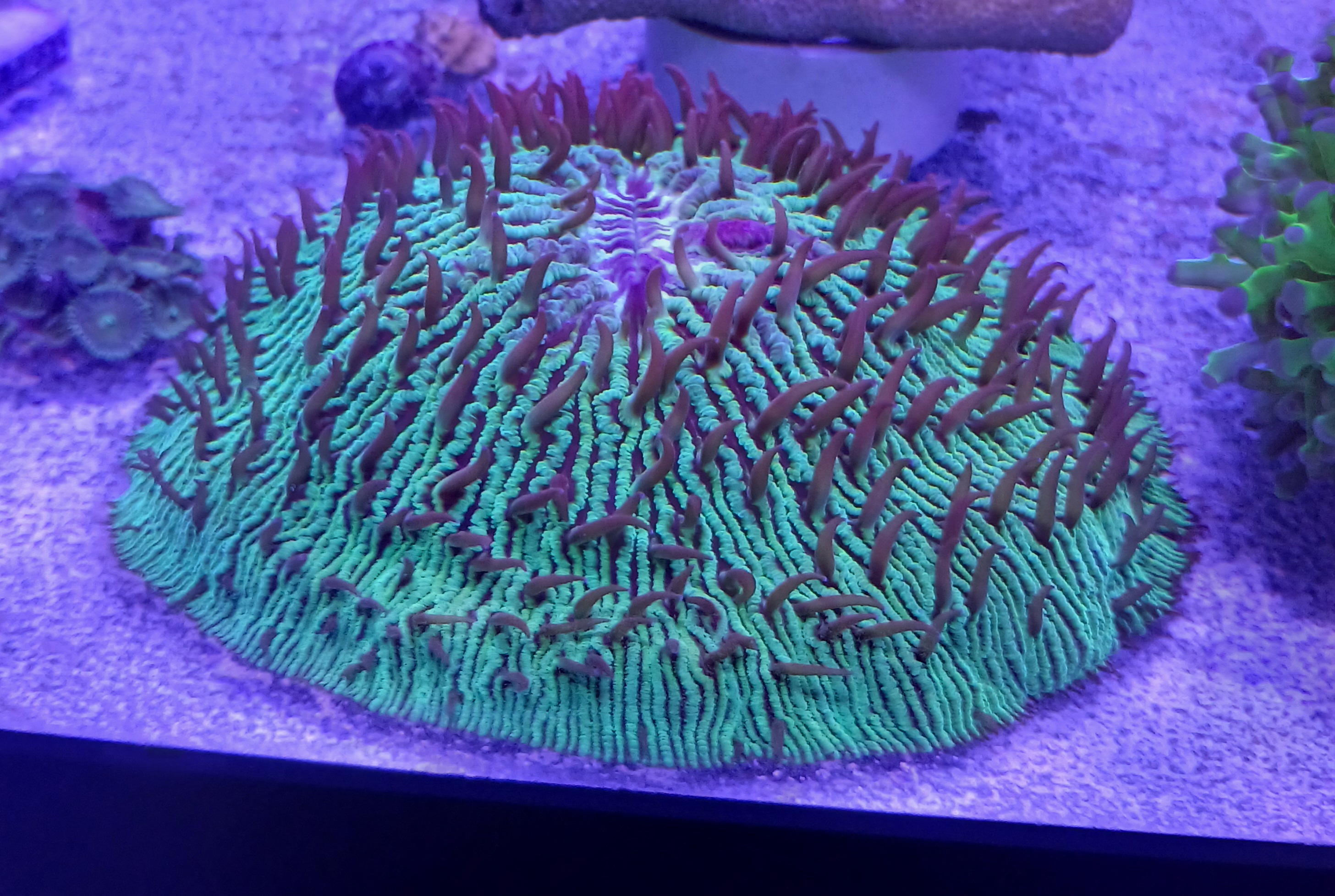 Green Plate Coral