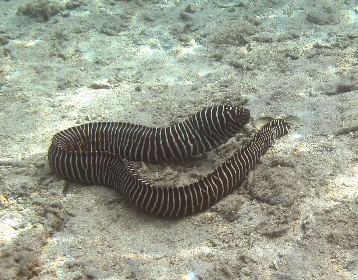 Zebra Moray Eel