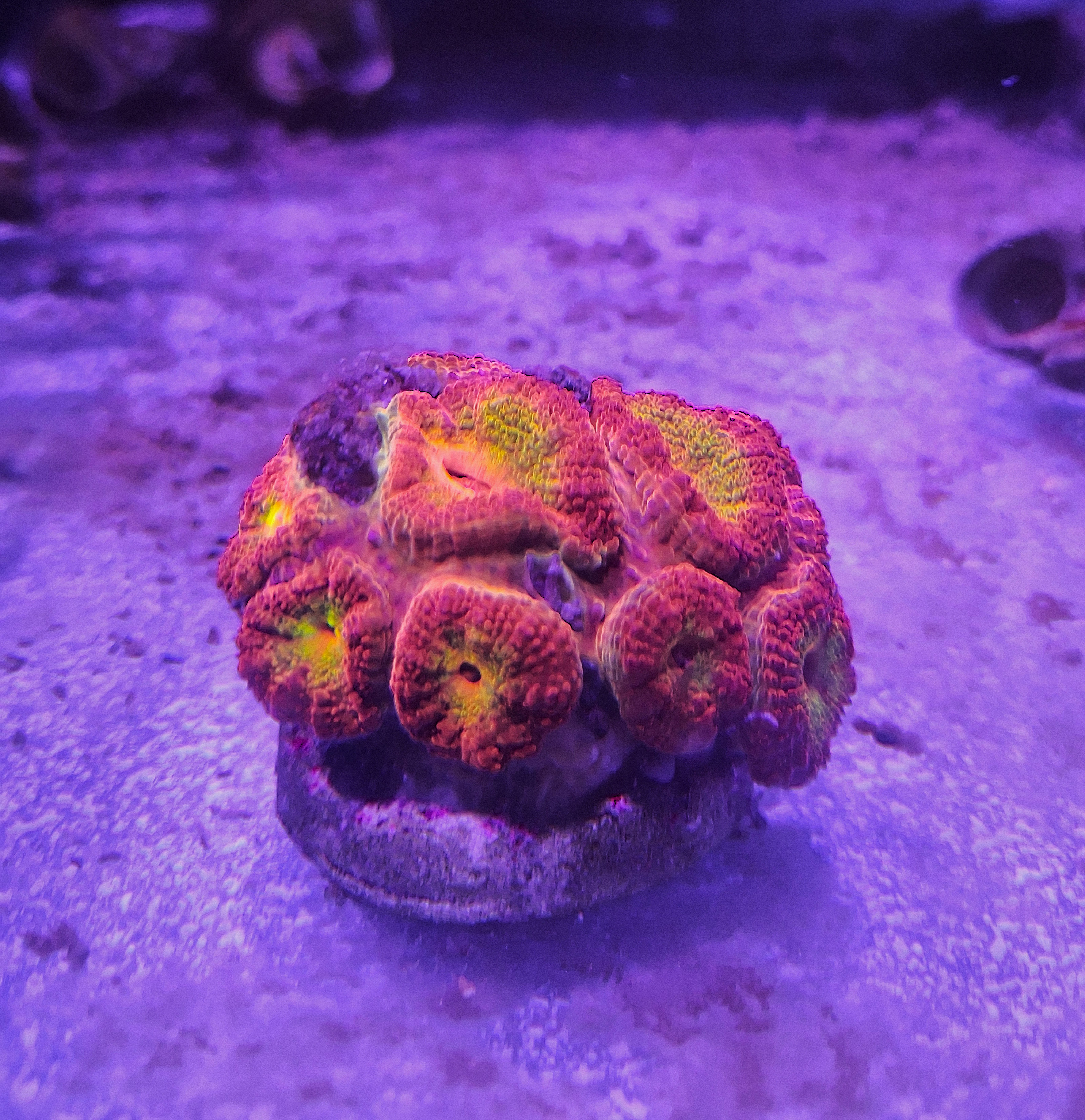 Acan Coral