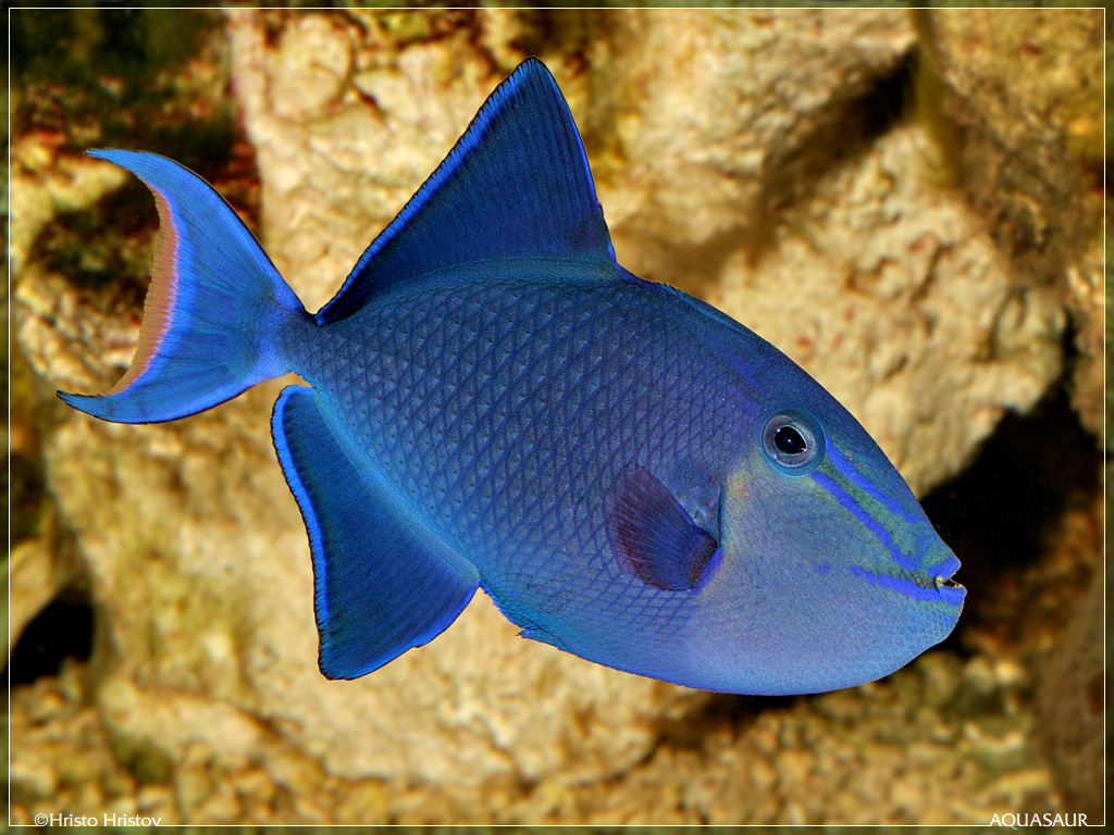Red-toothed Triggerfish