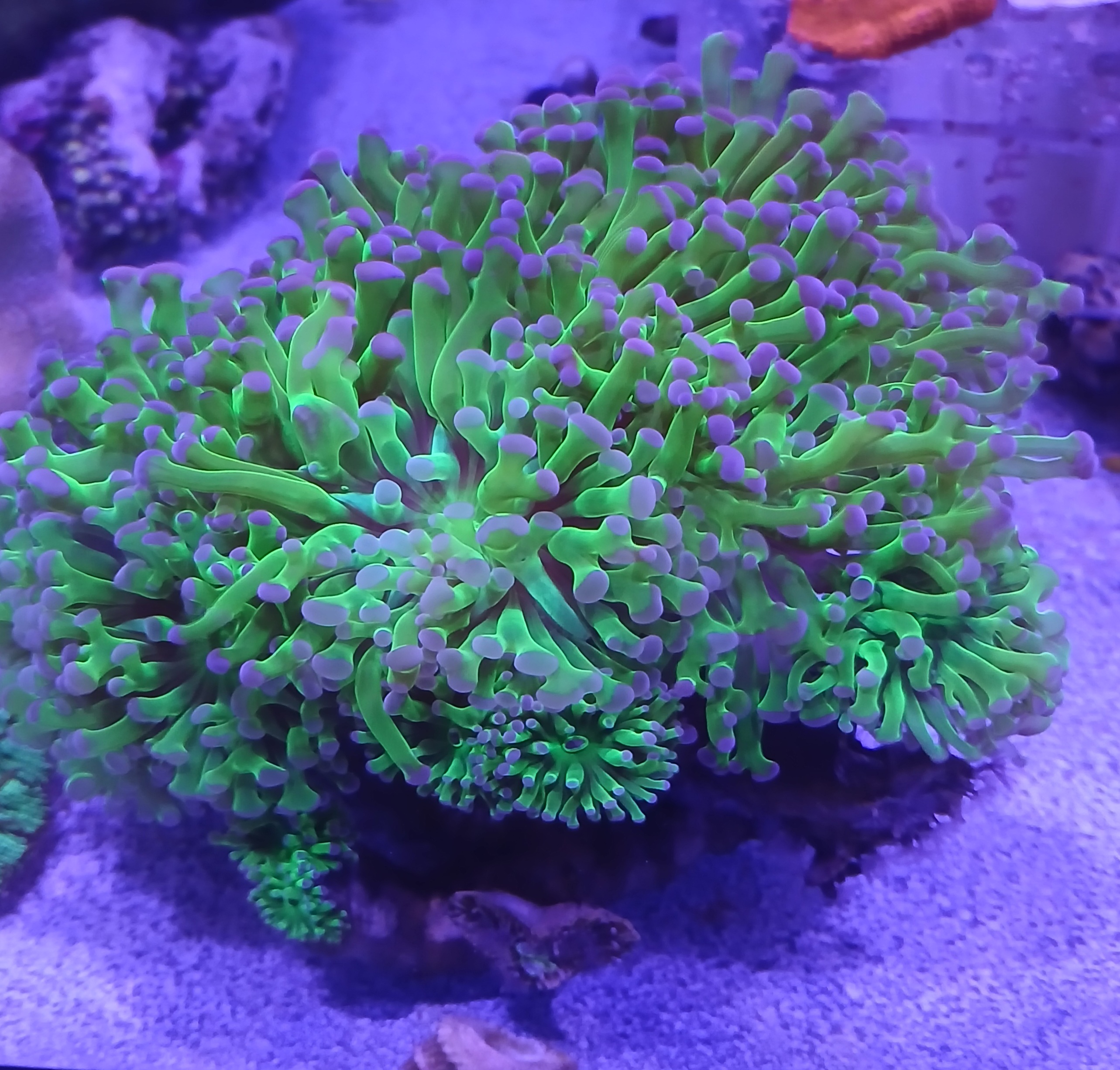 Branching Hammer Coral