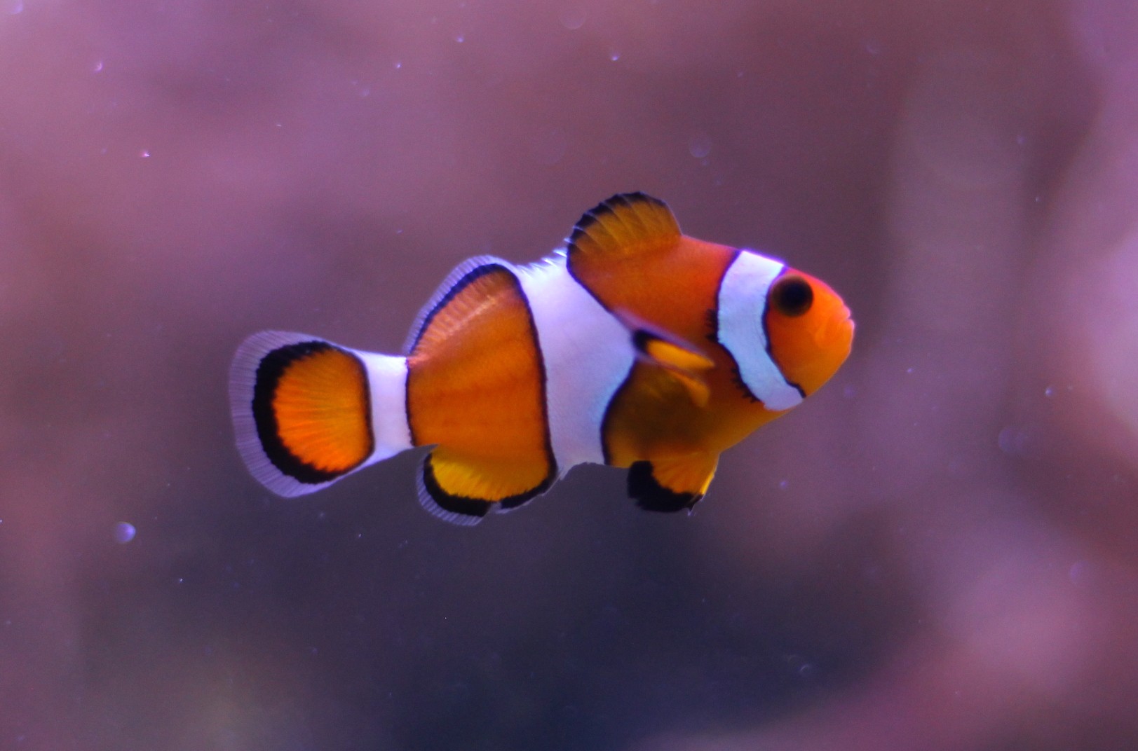 Ocellaris Clownfish