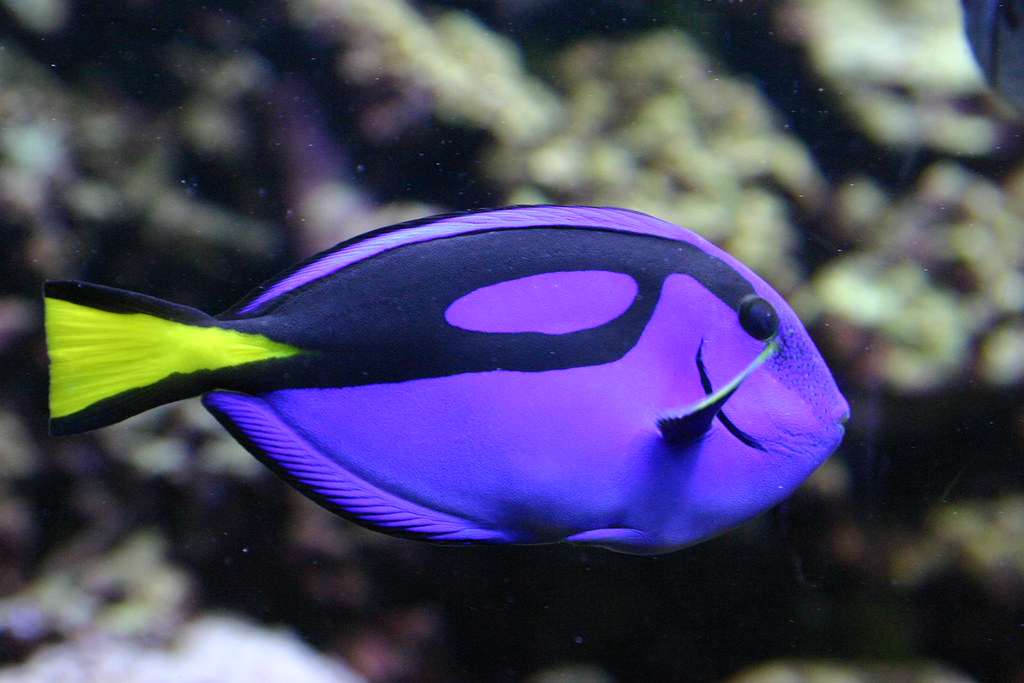 Blue Hippo Tang