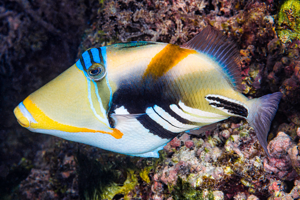 Picasso Triggerfish