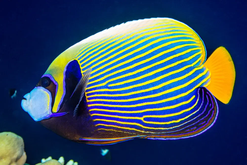 Emperor Angelfish