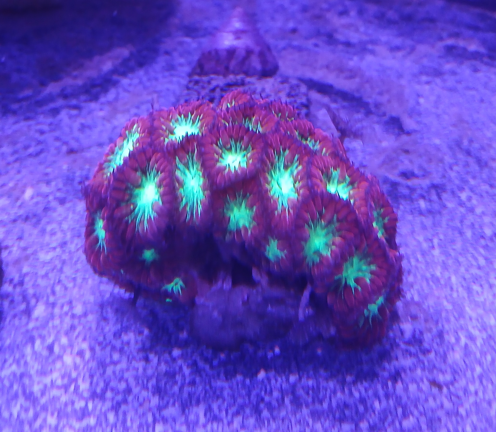 Blastomussa Coral