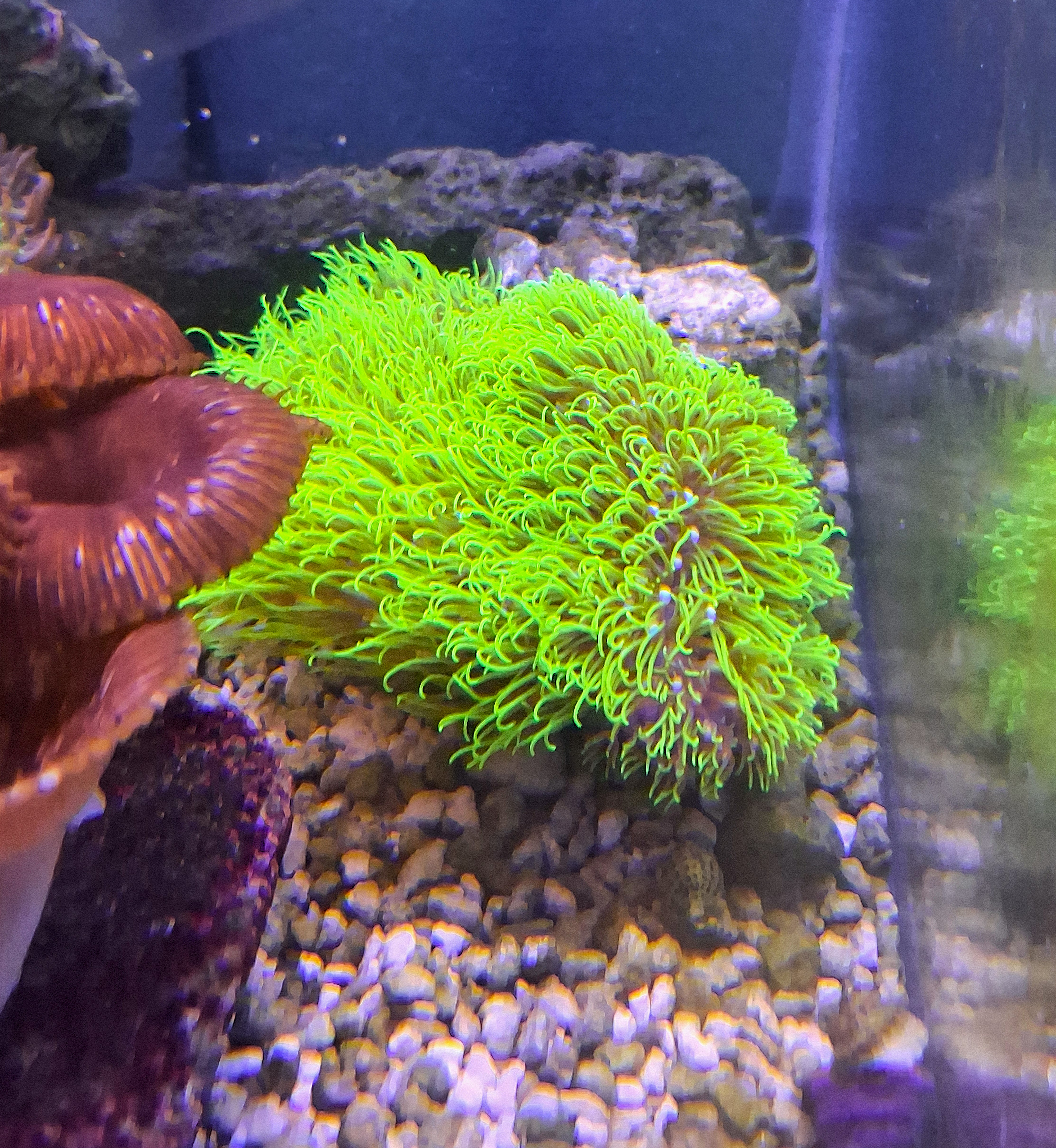 Green Star Polyps