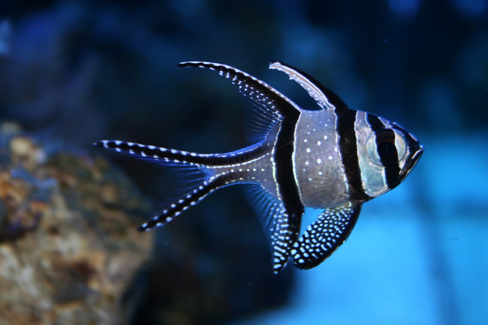 Banggai Cardinal