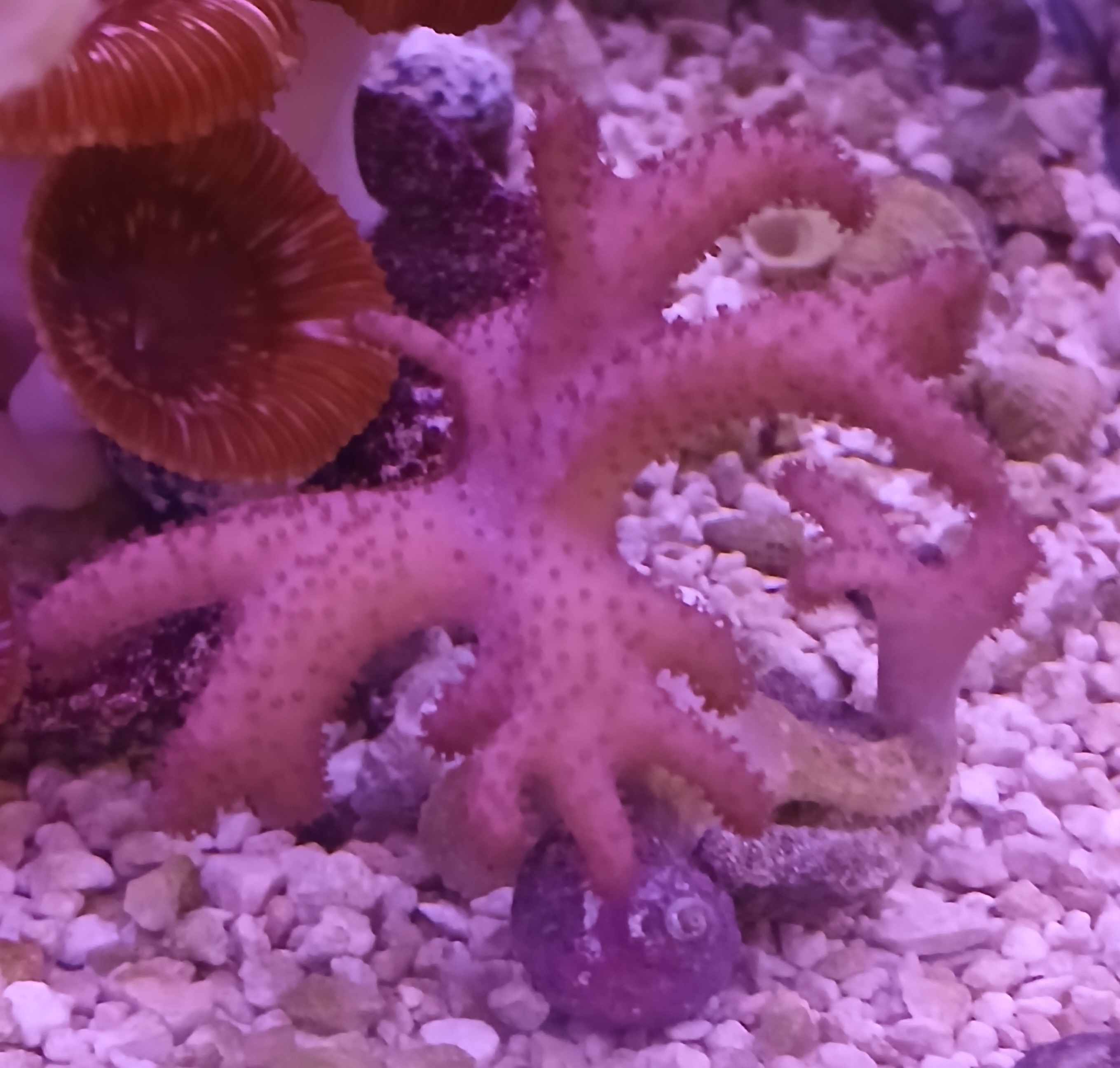 Finger Leather Coral