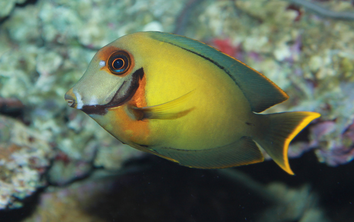 Yellow Mimic Tang - 2.5 inch