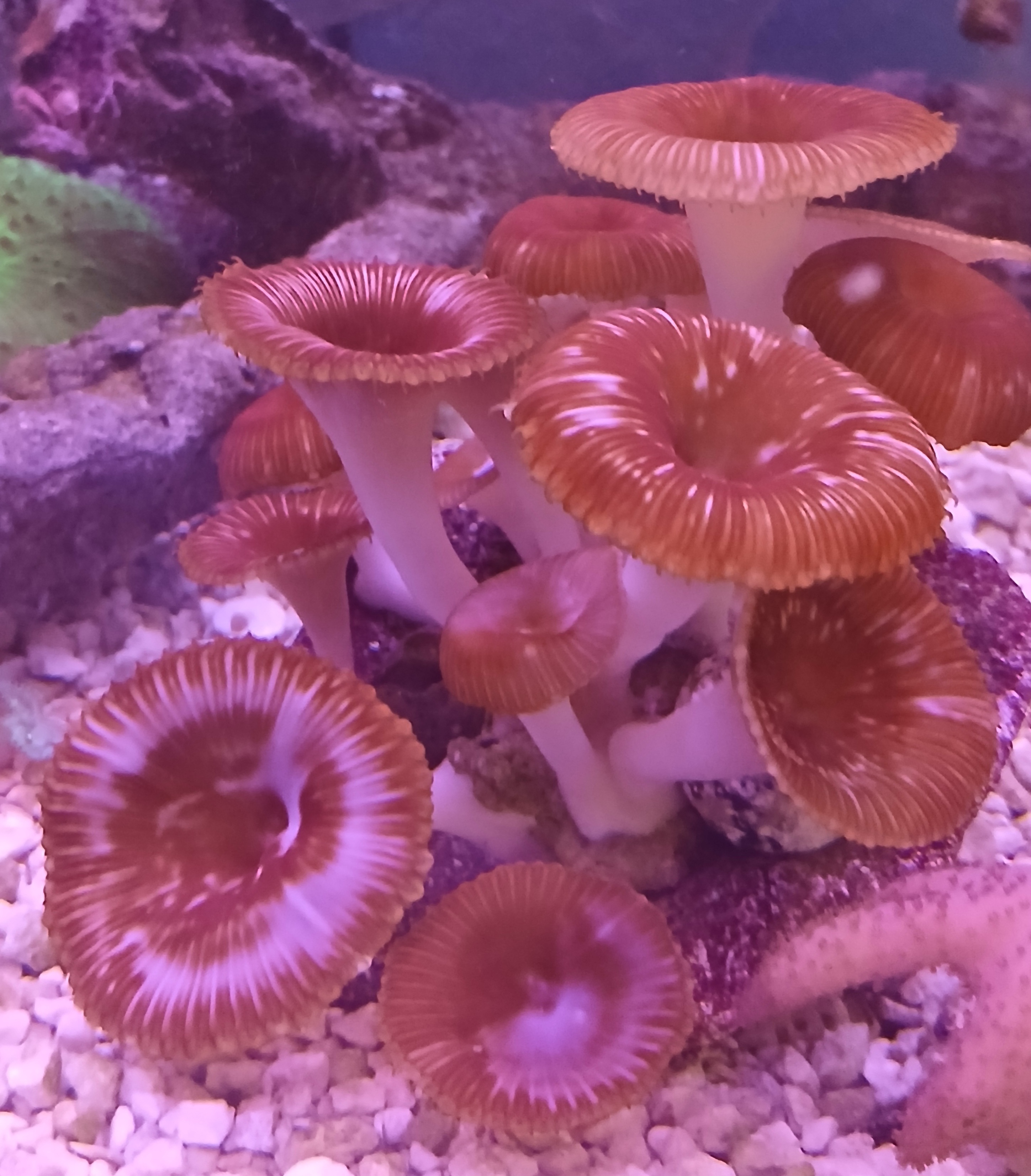 Brown Button Polyps