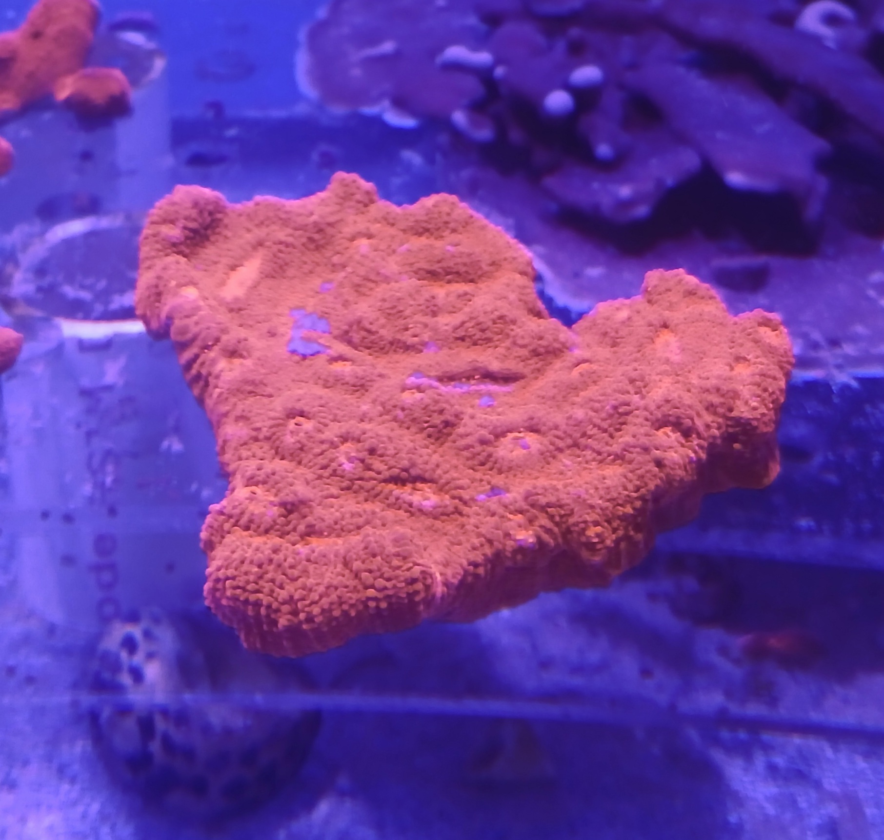 Red Chalice Coral