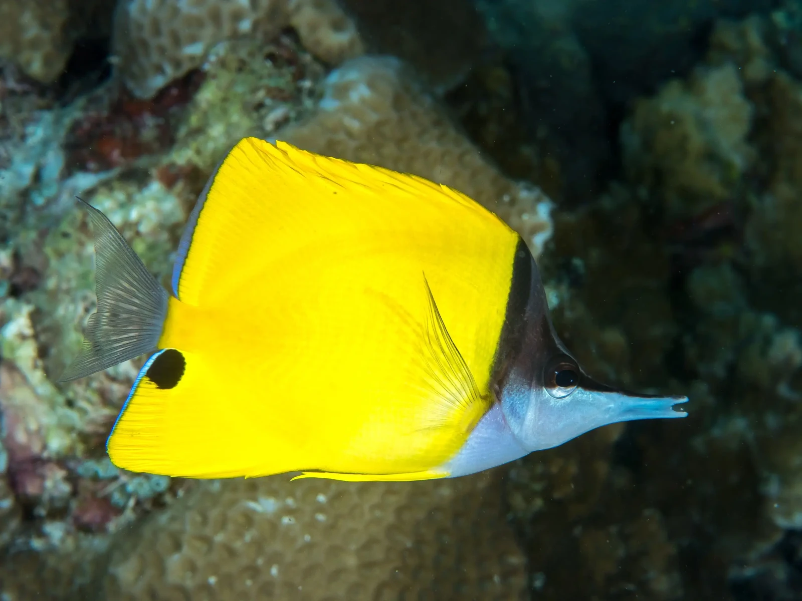 Longnose Butterflyfish
