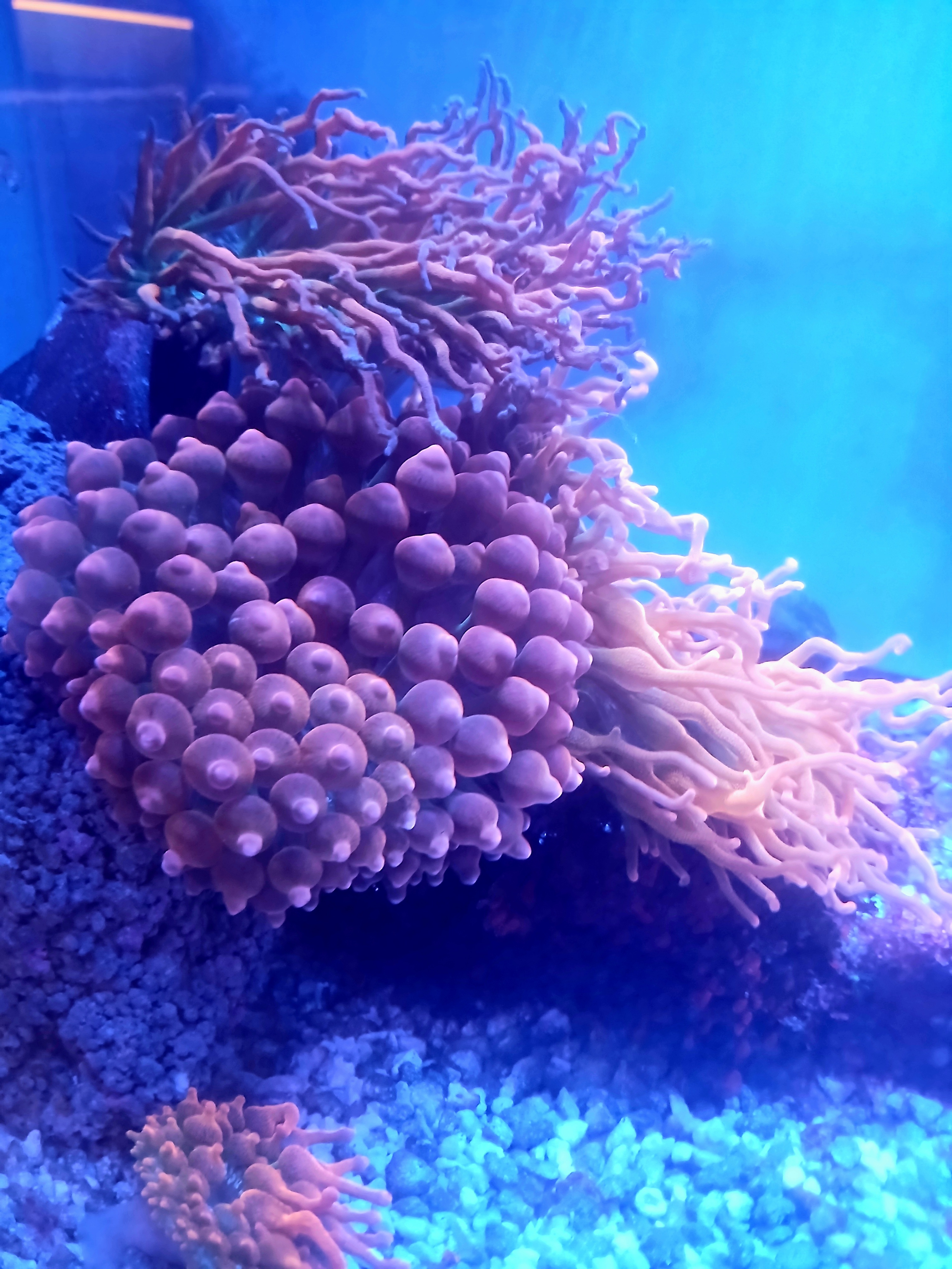 Rose Bubble Anemone