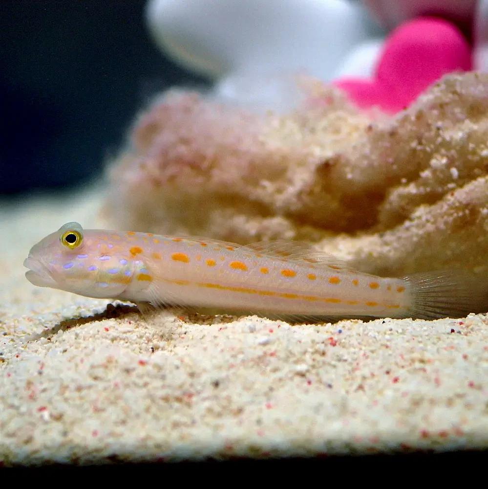 Diamond Goby