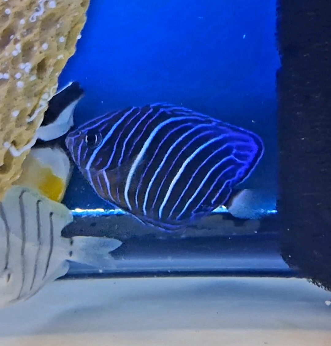 Blue Ring Angelfish - juvenile - 3 inch