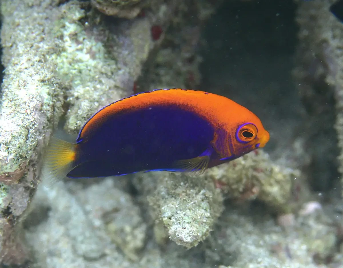 Pygmy Angelfish