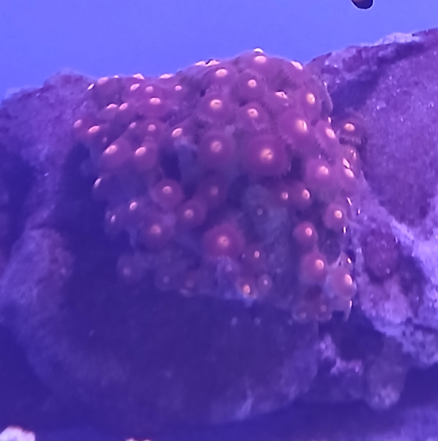 Zoanthid Coral