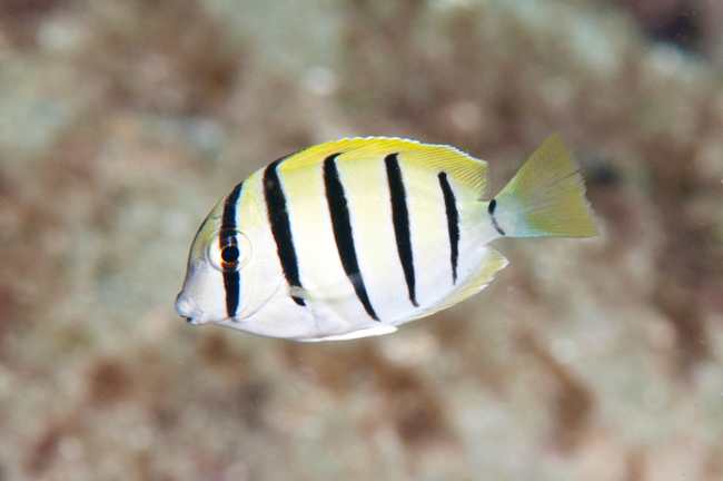 Convict Tang - 3 inch