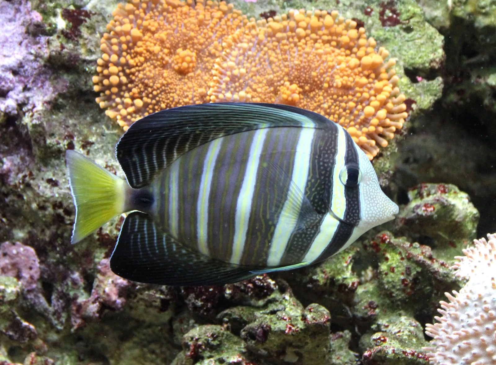 Sailfin Tang