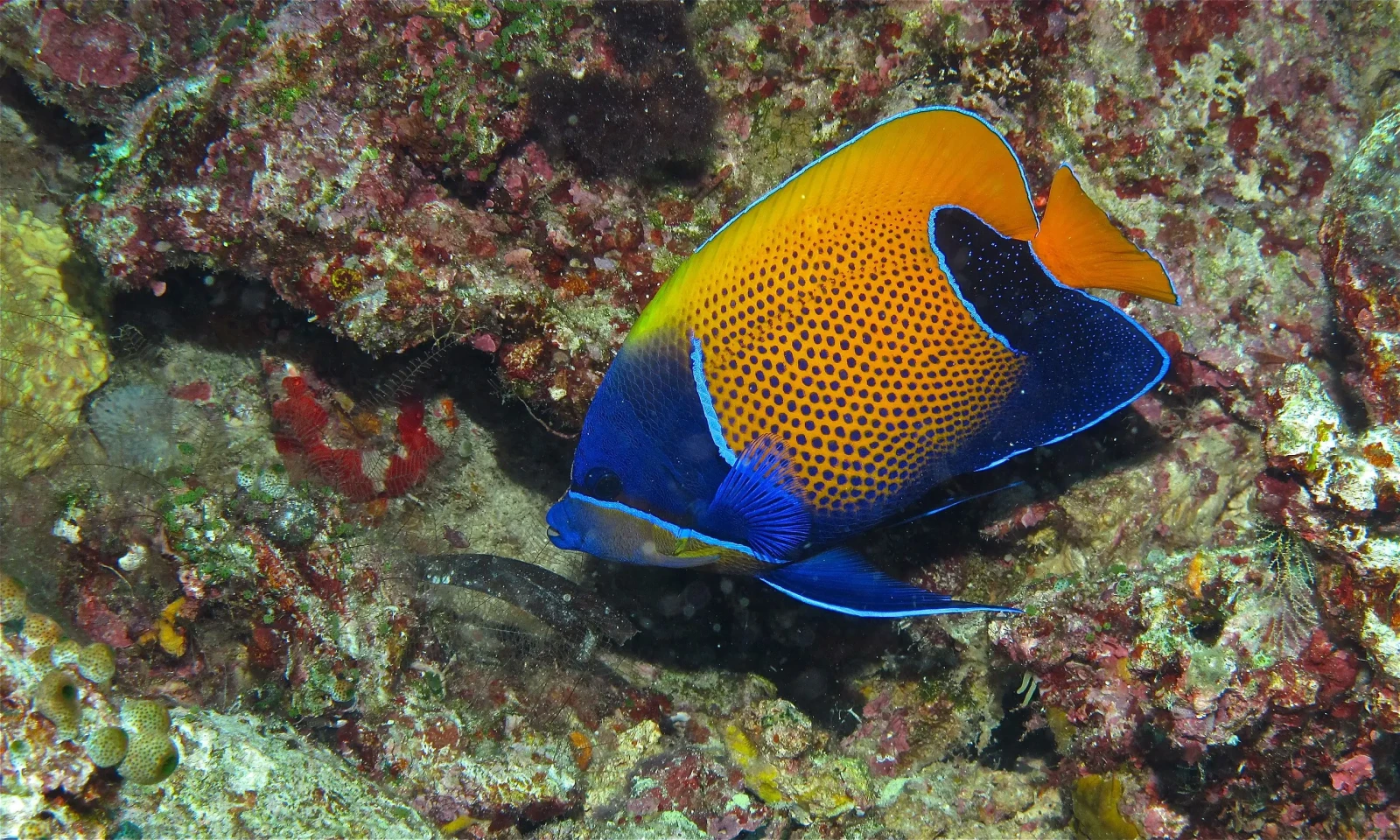 Majestic Angelfish