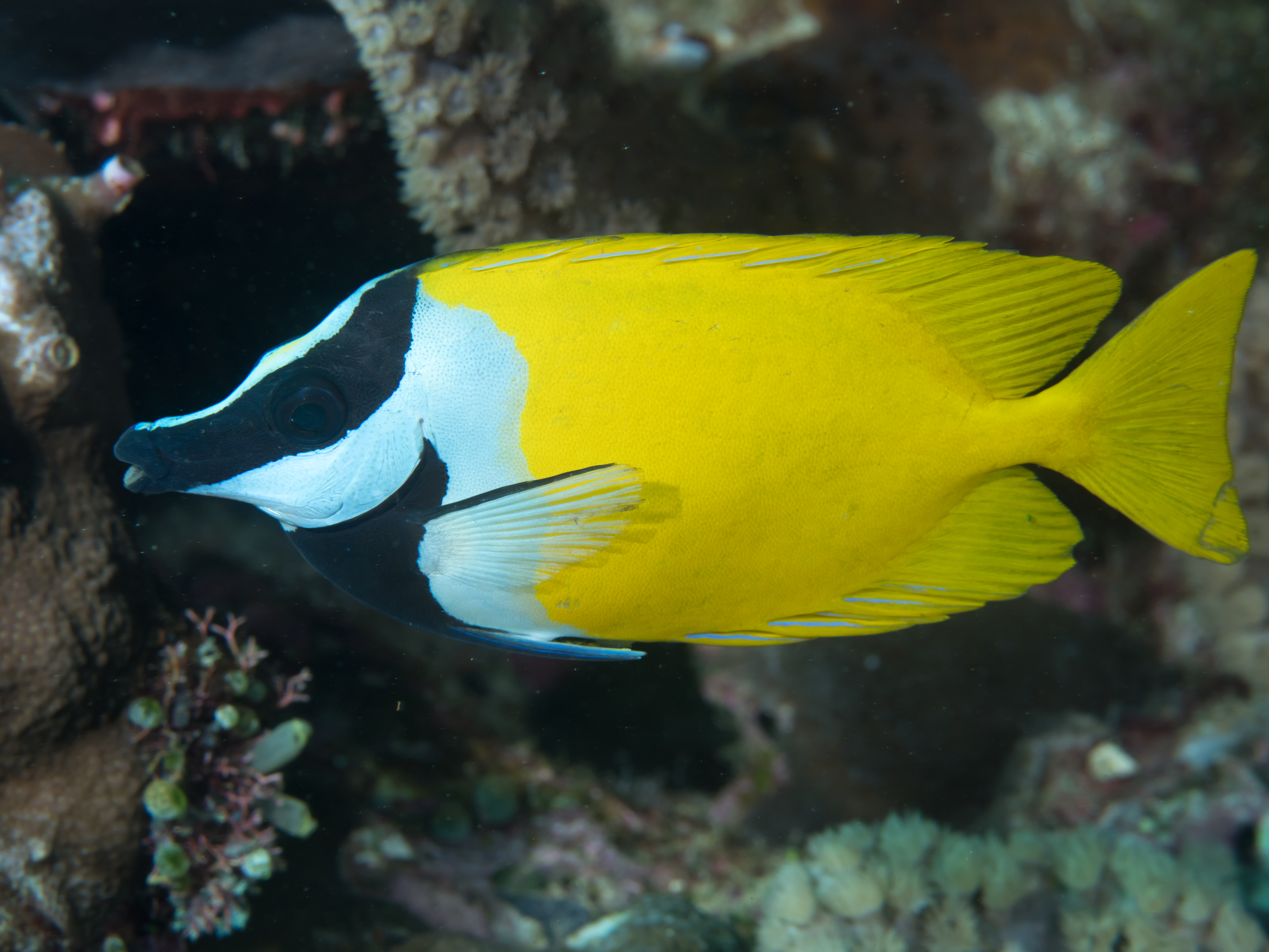 Foxface Rabbitfish
